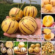 ประเทศไทยพร้อมสต็อก บอนสี 10เมล็ด Pepino Melon Seeds Ginseng Fruit Plants Seeds พันธุ์ไม้ผล มงคล บอน