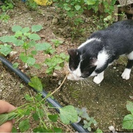 Akar Galak Kucing/Ubat Kucing
