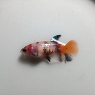 Ikan Cupang Female Betina Nemo Galaxy Multicolor Siap Breed BWW-111