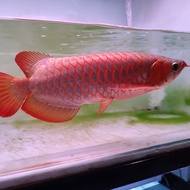 arowana super red merah chili arwana sr