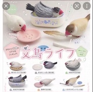 文鳥 扭蛋 模型 鸚鵡 一套六隻