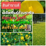 เมล็ดพันธ์ถั่วบราซิล  (บรรจุ 200 เมล็ด)ขายถูก ลดล้างสต็อก