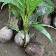 bibit kelapa kopyor