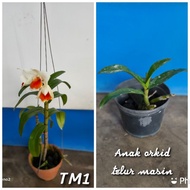 🍳Dendrobium Dawn Maree Hybrid Orchid / Anak &amp; Pokok Orkid Telur Masin 🍳 READY STOCK ‼️‼️‼️