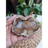 Petrified Wood Slab/ Agatised Wood