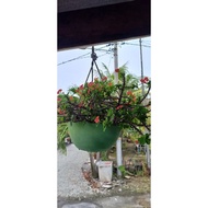 keratan mahkota berduri 9/13/ (tanpa akar)