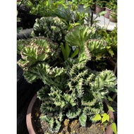 Cactus Coral 🪸Euphorbia Lactea BIG / Cactus Murah