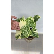 Monstera Deli Creme Brulee