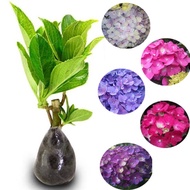 [ 1 TANAMAN BUNGA ] Bunga Hydrangea Hortensia COD Kembang Bokor Flower Bunga borondong tanaman hias 
