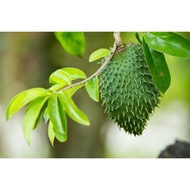 1kg soursop leaves fresh uniform size per kilo / chemicalbebas guaranteed 100% organic