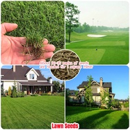 Big Sale 100% Original Lawn Grass Plant(200 Seeds)Real Live Home Garden Decoration Fast Germination Easy To Grow In SG