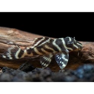 Ikan Hypancistrus Sp L333 Pleco Ikan Hias Aquarium Aquascape Per Ekor