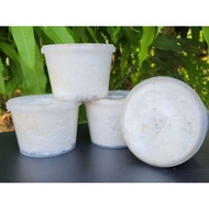 Mushroom For Raising Beetle Larvae