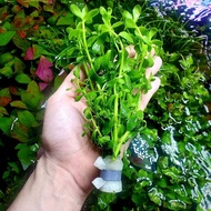 Aquatic plants For Black, Brown, and Albino Pleco