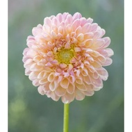 5 Biji Segar Benih Bunga Dahlia 'Crichton Honey' Flower Dahlia Seed - 5 Seed