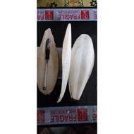 Bone Cuttlefish Grade B (6-7 Inch)