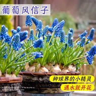 Dutch Grape Hyacinth Planting Ball Wholesale Soil Culture Hydroponic Flower Seed Autumn Winter Plant