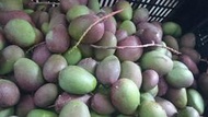 【現貨】產地直銷 土芒果 ~生芒果~青芒果~愛文芒果~情人果冰