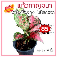 KD999 แก้วกาญจนา  Aglaonema ต้นไม้มงคล ต้นไม้ฟอกอากาศ เสริมสิริมงคล ให้โชคลาภ
