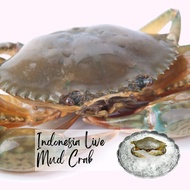 Indonesia Live Mud Crab 印度尼西亚螃蟹