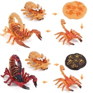 Manufacturer Simulation Animal Growth Process Cycle Ornaments Scorpion Growth Cycle Model Early Childhood Education Cognitive Model Ornaments Children Ed