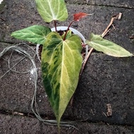anthurium papillilaminum variegata original - 03 - rky