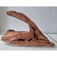 Iguana Lizards Turtle Basking Driftwood Solid