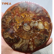 Ammonite fossil disc with stand/fossil slab/natural stone