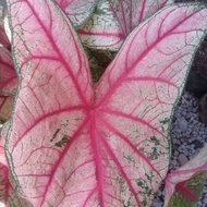 keladi red bone