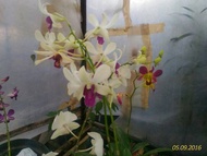 Anggrek Dendrobium Dewasa