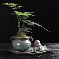 ❏☊℡  GPS Green Plant Society Live Indoor Plant Asparagus Fern Bonsai 文竹