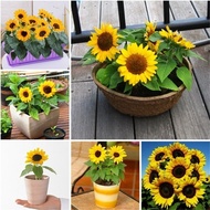 Malaysia Ready Stock 20pcs Dwarf Sunflower Seed Sun Flower Plant Flower Seeds Vegetable Live Plants Air Plant Seed Edible Sunflower Home Garden Planting Benih Bunga Balcony Potted Plants Bonsai Tree Live Plant Real Plant Biji Benih Pokok Bunga