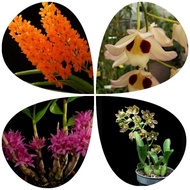 Dendrobium anak, grammatophyllum scriptum