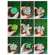 Abby Le Shop @CACTUS/ SUCCULENT