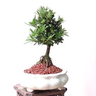 米葉羅漢松 原生株  掌上盆景  連 花盆   plant  Bonsai 植物 盆栽 小樹  禮物 gift  【實拍。只此一盆】