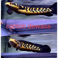 Channa Maru Yellow Sentarum 2/3/4inci /hight quality (Indonesia)