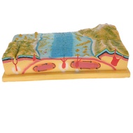 [whfashionkk] Plate Tectonics Equipment Model Display Kit Geology Science Teaching Aids