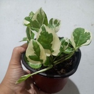 Njoy Betel Leaf Ornamental Plant, Economical Hanging Vine