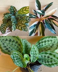 Calathea Varieties ORBIFOLIA, MAKOYANA, TRIO STAR-Real Plants-Indoor Plants