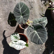 alocasia silver dragon. keladi. alocasia. caladium. alocasia black velvet, alocasia bambino.indoor plants