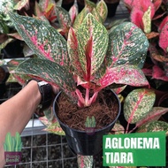 Aglonema Tiara Merah Tanaman Hias Bunga Aglaonema Akar Pot Rimbun Ori