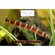 【Ocean Zone】Kuhli Loach – 3pcs/6pcs/10pcs (Live Fish with DOA)