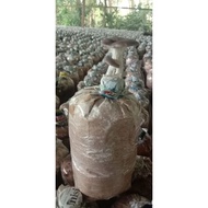bongkah cendawan matang.cendawan tiram putih dengan kelabu