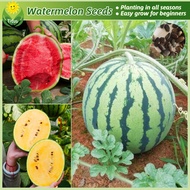 เมล็ดพันธุ์ แตงโม เมล็ดแตงโม บรรจุ 20 เมล็ด Bonsai Watermelon Seeds for Planting Fruit Plants บอนไซ เมล็ดผลไม้ พันธุ์ผลไม้ เมล็ดพันธุ์ผลไม้ ต้นไม้กินผล บอนสีพันหายาก ต้นไม้ผลกินได้ เมล็ดบอนสี ต้นไม้แคระ ต้นไม้มงคล ปลูกง่าย คุณภาพดี ราคาถูก ของแท้ 100%