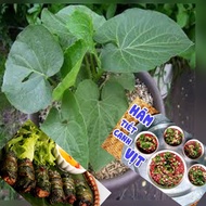 7 plants of leaf-eating spices and vegetables