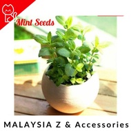 Mint Seeds Bonsai Potted Plants Herb Green Mint Mentha Viridis Garden 1 Pack