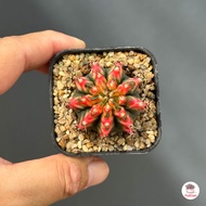 ยิมโนด่าง มัลติคัลเลอร์ ชำหน่อ Gymnocalycium แคคตัส กระบองเพชร cactus&amp;succulent