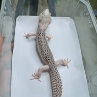 Leopard Gecko Pied