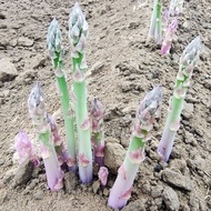 芦笋根 (1pc) Asparagus Crown