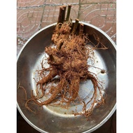 Fresh Panax notoginseng, 4 roots, 1kg